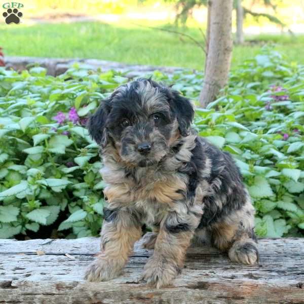 Jasper, Mini Aussiedoodle Puppy