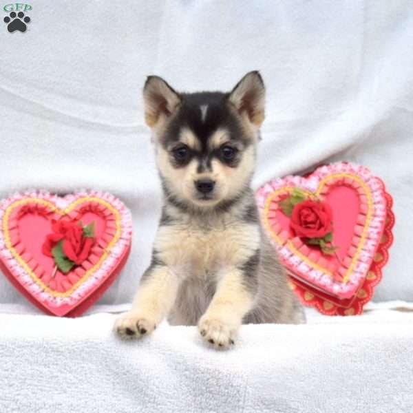 Jasper, Pomsky Puppy