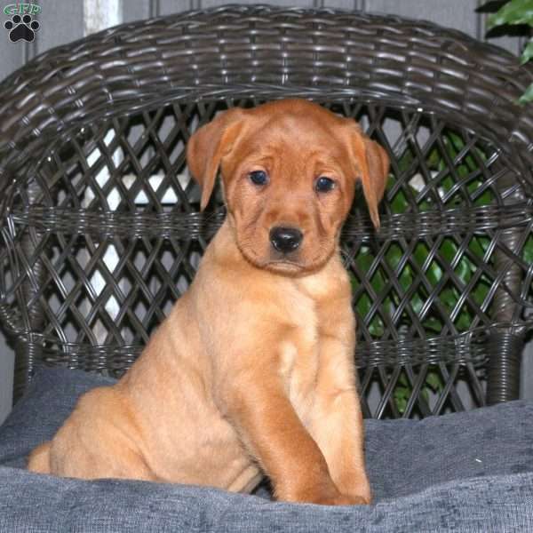 Jasper, Fox Red Labrador Retriever Puppy