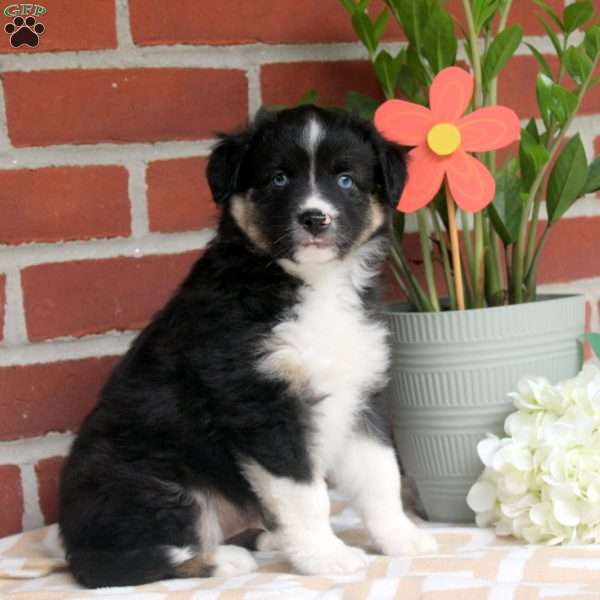 Jasper, Miniature Australian Shepherd Puppy