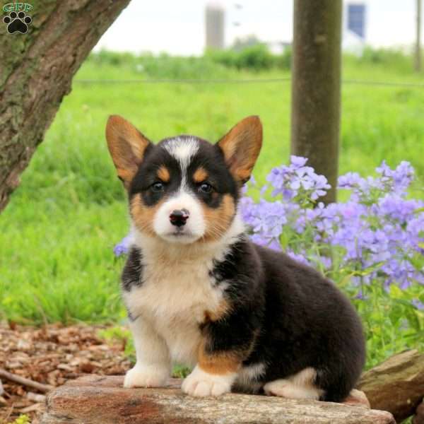 Jasper, Pembroke Welsh Corgi Puppy