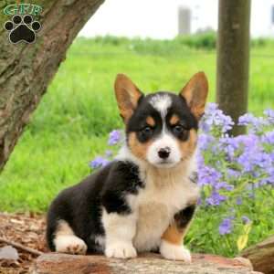Jasper, Pembroke Welsh Corgi Puppy