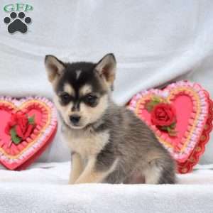 Jasper, Pomsky Puppy