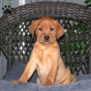 Jasper, Fox Red Labrador Retriever Puppy