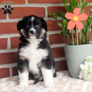 Jasper, Miniature Australian Shepherd Puppy