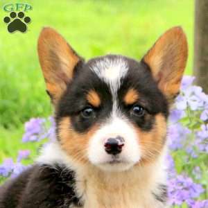 Jasper, Pembroke Welsh Corgi Puppy