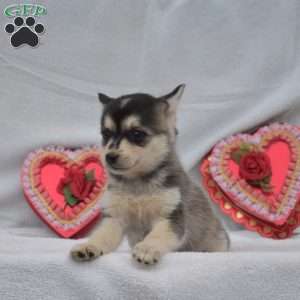 Jasper, Pomsky Puppy