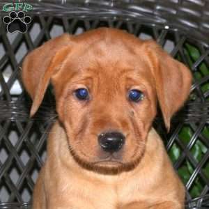 Jasper, Fox Red Labrador Retriever Puppy