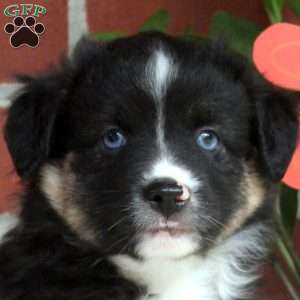Jasper, Miniature Australian Shepherd Puppy