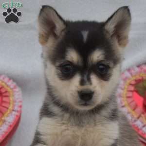 Jasper, Pomsky Puppy