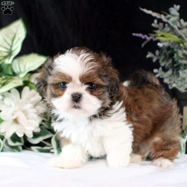 Jasper, Shih Tzu Puppy