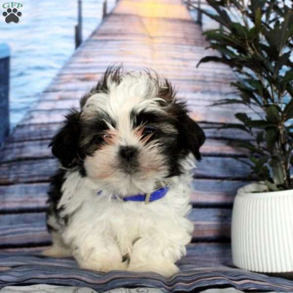 Jasper, Shih Tzu Puppy