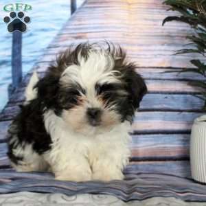 Jasper, Shih Tzu Puppy