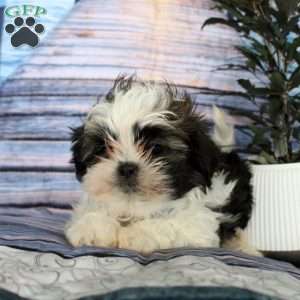 Jasper, Shih Tzu Puppy
