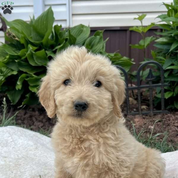 Jasper, Goldendoodle Puppy