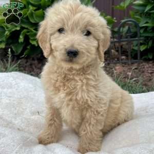 Jasper, Goldendoodle Puppy