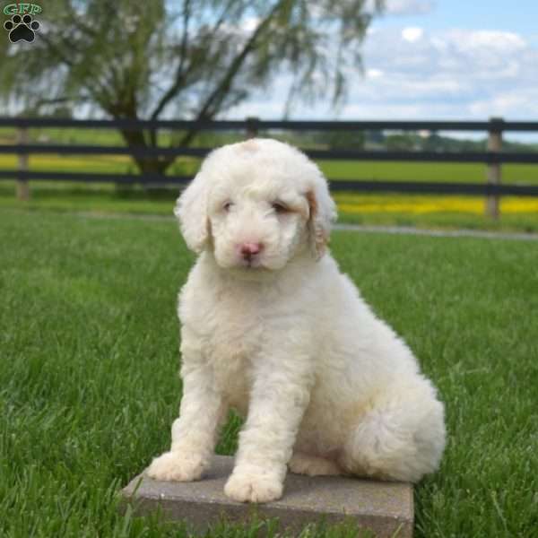 Jax, Mini Goldendoodle Puppy