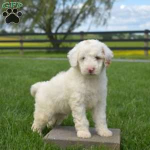 Jax, Mini Goldendoodle Puppy