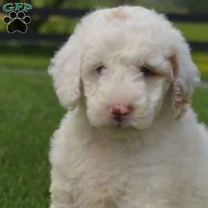 Jax, Mini Goldendoodle Puppy