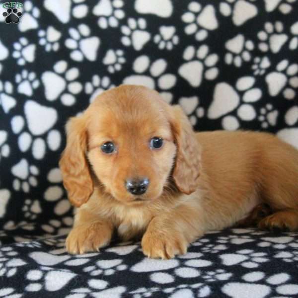 Jay-Mini, Dachshund Puppy
