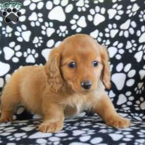 Jay-Mini, Dachshund Puppy