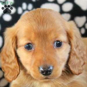 Jay-Mini, Dachshund Puppy