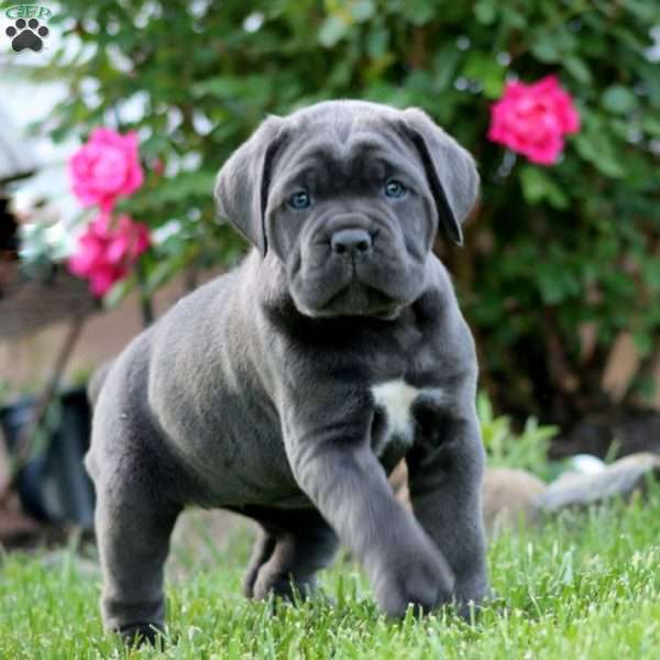 Jayda, Cane Corso Puppy