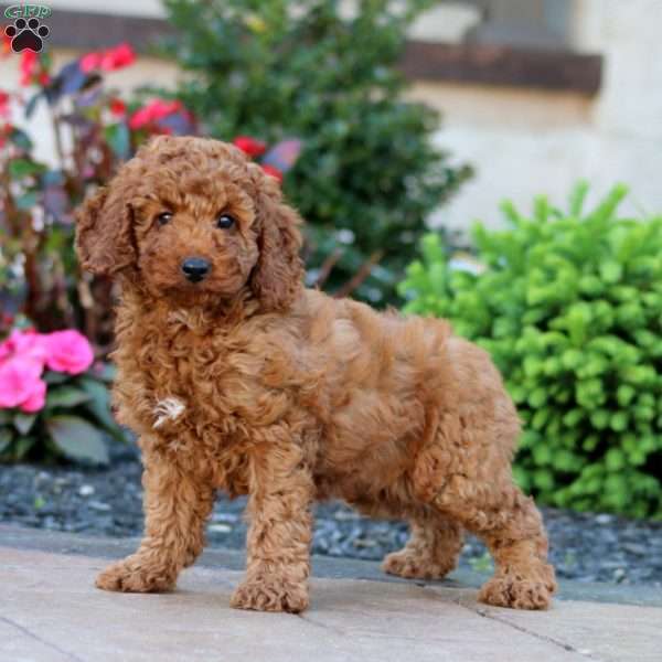 Jayda, Miniature Poodle Puppy