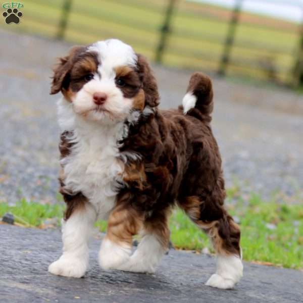 Jayda, Mini Bernedoodle Puppy