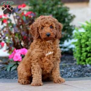 Jayda, Miniature Poodle Puppy