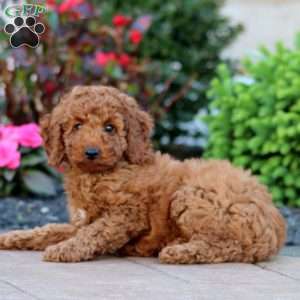 Jayda, Miniature Poodle Puppy