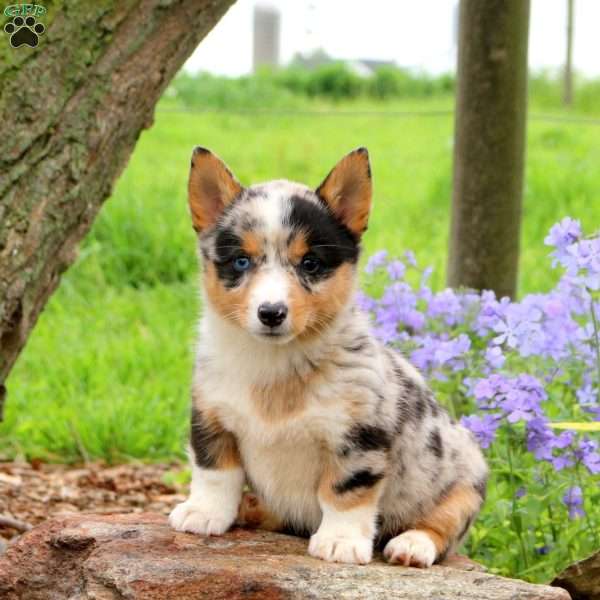 Jazz, Pembroke Welsh Corgi Puppy