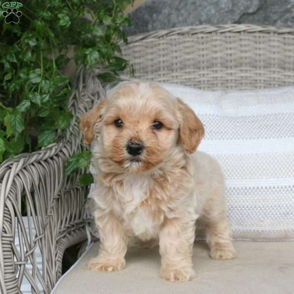 Jazz, Maltipoo Puppy