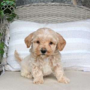 Jazz, Maltipoo Puppy