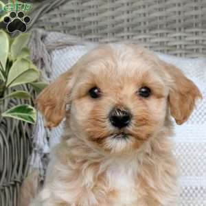Jazz, Maltipoo Puppy
