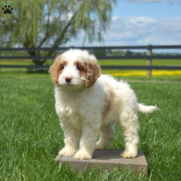 Jazzy, Mini Goldendoodle Puppy