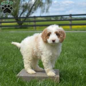 Jazzy, Mini Goldendoodle Puppy