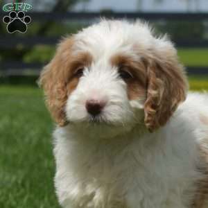 Jazzy, Mini Goldendoodle Puppy