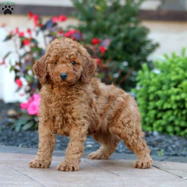 Jazzy, Miniature Poodle Puppy