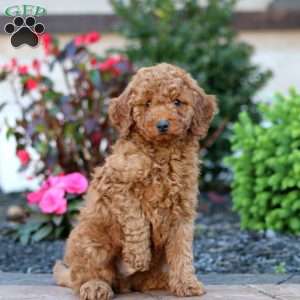 Jazzy, Miniature Poodle Puppy