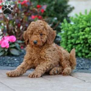 Jazzy, Miniature Poodle Puppy