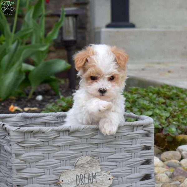 Jelly, Maltipoo Puppy