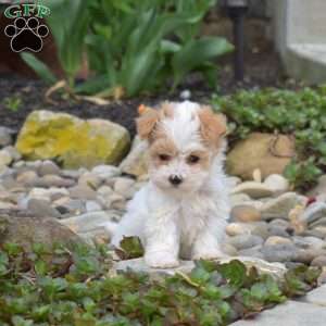 Jelly, Maltipoo Puppy