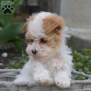 Jelly, Maltipoo Puppy