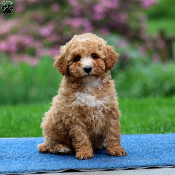 Jem, Mini Goldendoodle Puppy