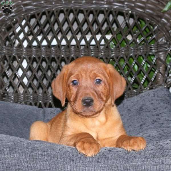 Jenna, Fox Red Labrador Retriever Puppy