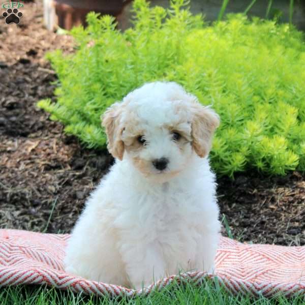 Jenna, Bich-Poo Puppy