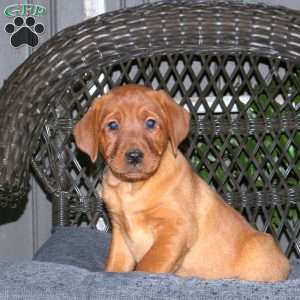 Jenna, Fox Red Labrador Retriever Puppy