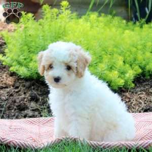 Jenna, Bich-Poo Puppy