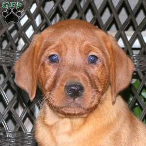 Jenna, Fox Red Labrador Retriever Puppy